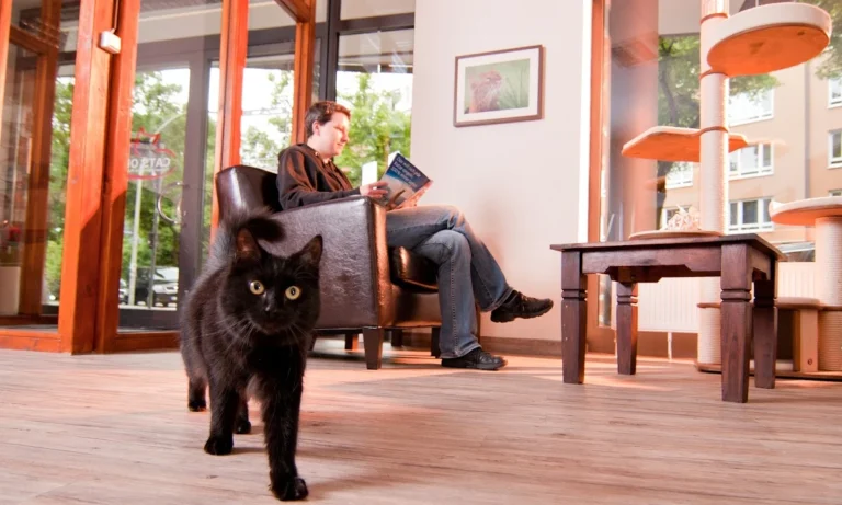 Cats Only -Tierarztpraxis für Katzen