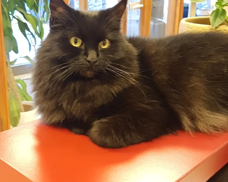 Cats Only -Tierarztpraxis für Katzen