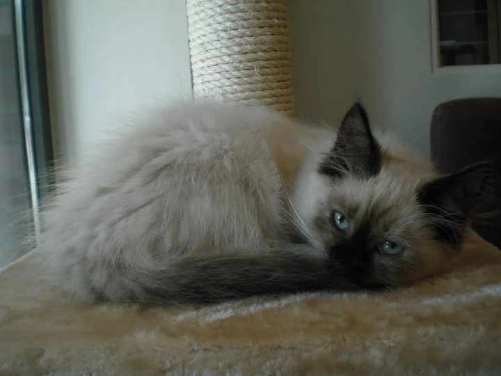 Cats Only -Tierarztpraxis für Katzen