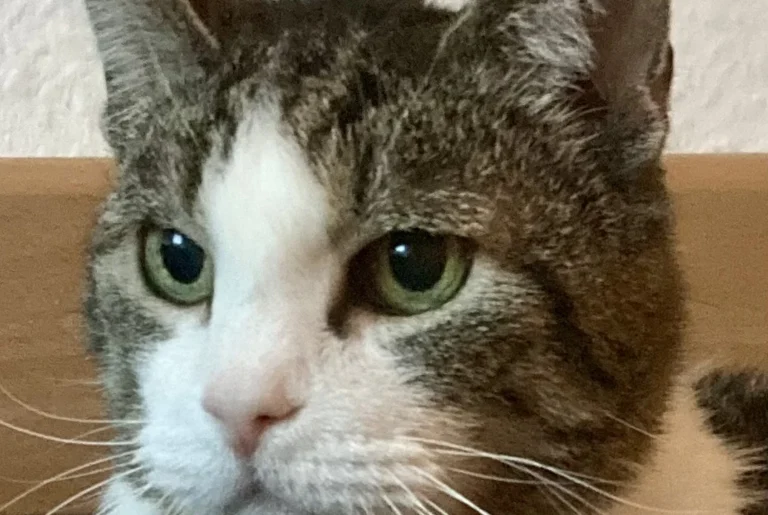 D. Kauffmann - H22 Tierarzt Hamburg Uhlenhorst