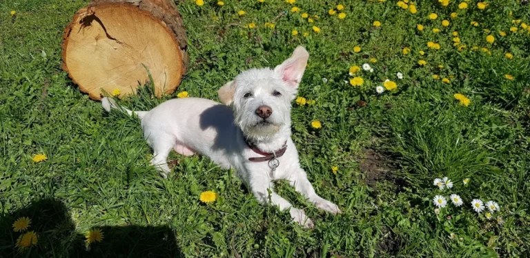 D. Kauffmann - H22 Tierarzt Hamburg Uhlenhorst