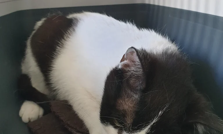 D. Sucur, Praktischer Tierarzt