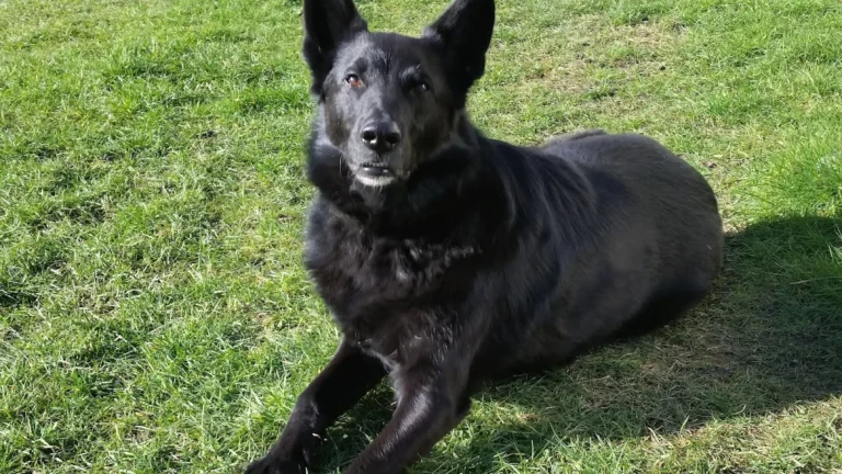 D. Sucur, Praktischer Tierarzt