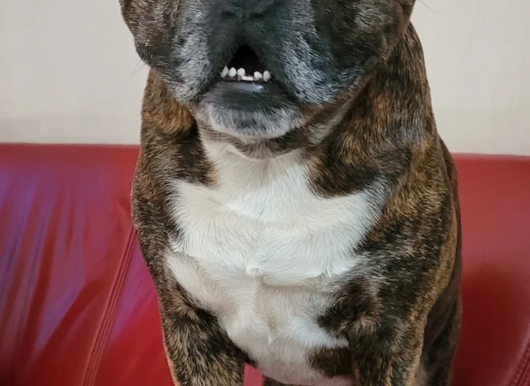 D. Sucur, Praktischer Tierarzt