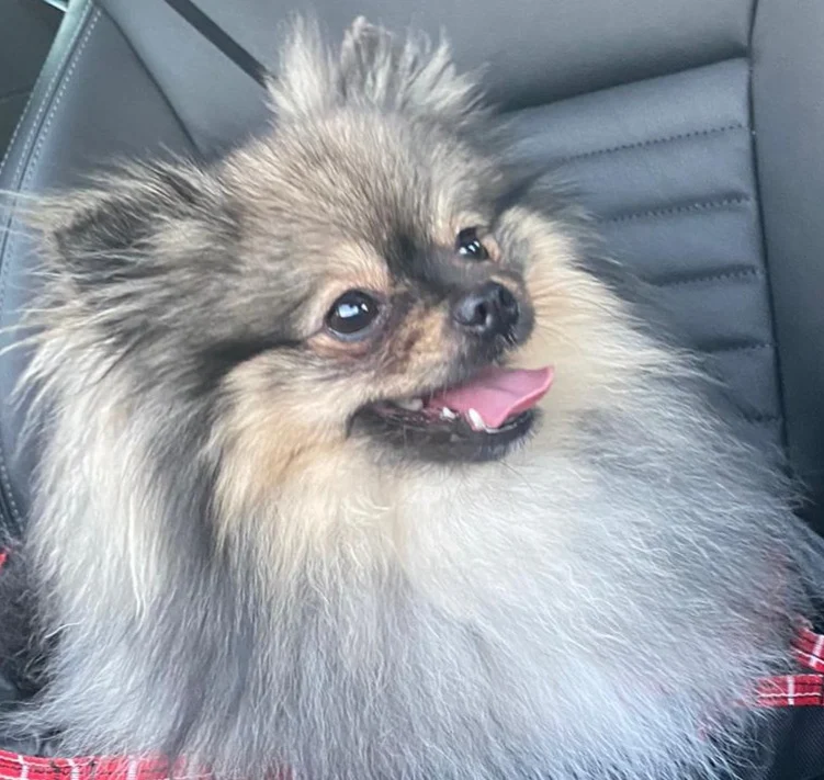 D. Sucur, Praktischer Tierarzt