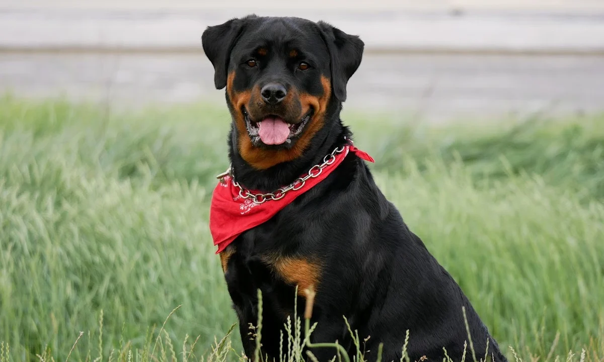 Tierarzt D. Sucur, Praktischer Tierarzt Moers