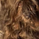 Dagmar Walther prakt. Tierärztin