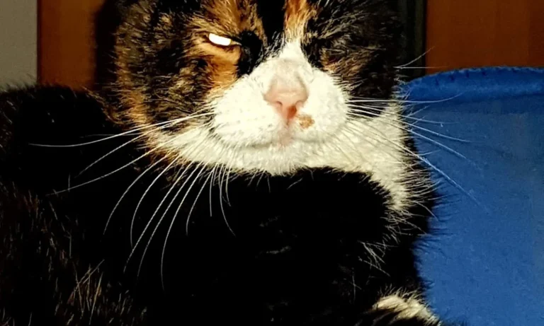 Dagmar Walther prakt. Tierärztin