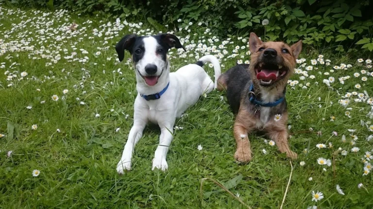 Dagmar Walther prakt. Tierärztin