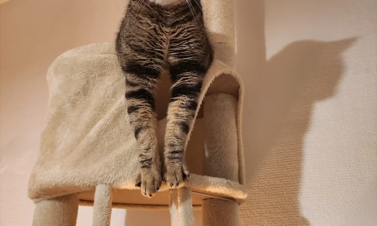 Dagmar Walther prakt. Tierärztin