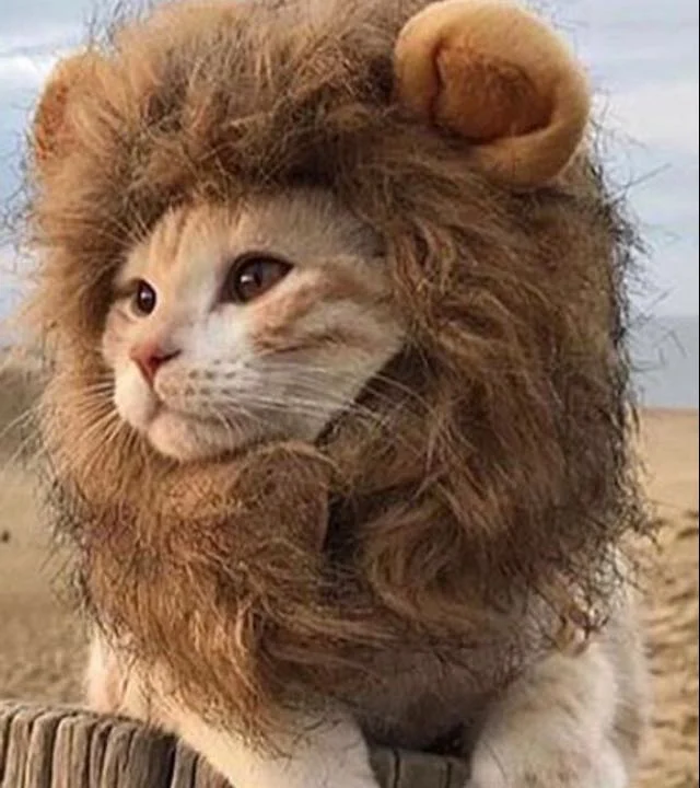 Dagmar Walther prakt. Tierärztin