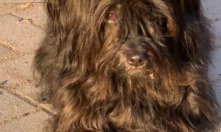 Dagmar Walther prakt. Tierärztin