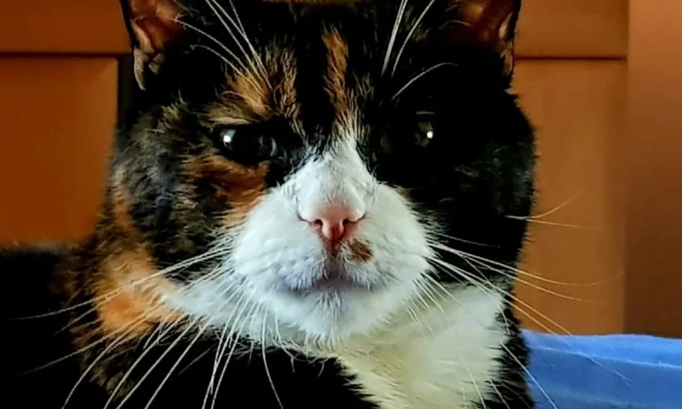 Dagmar Walther prakt. Tierärztin