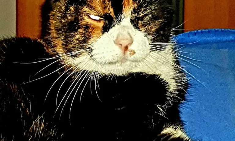 Dagmar Walther prakt. Tierärztin