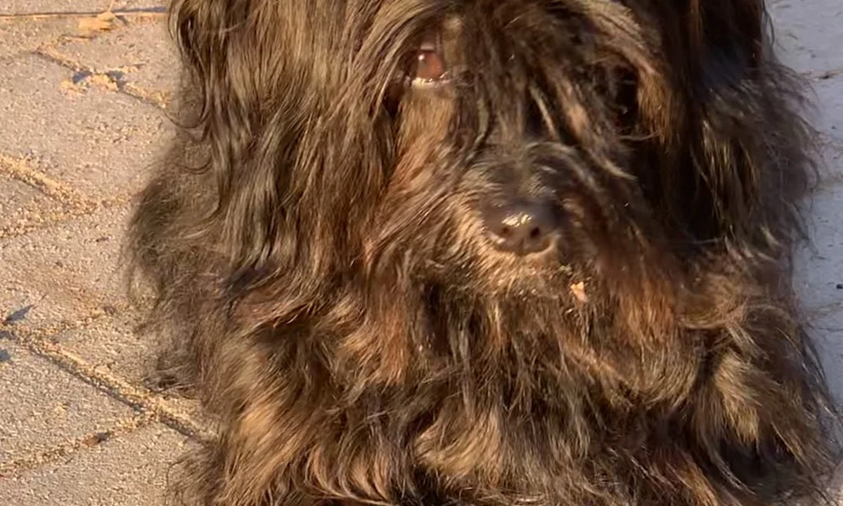 Tierarzt Dagmar Walther prakt. Tierärztin Hamburg