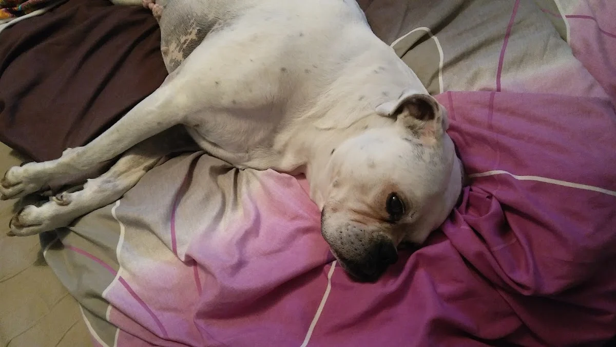 Tierarzt Darius Solochewitz Gelsenkirchen