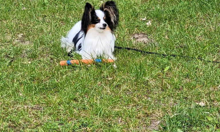 Die Hamburger Tierärzte - Dr. med. vet. Ulf Krohn und Team - Praxis für kleine Haustiere