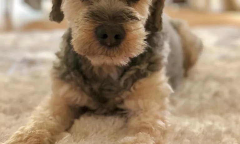 Die Hamburger Tierärzte - Dr. med. vet. Ulf Krohn und Team - Praxis für kleine Haustiere