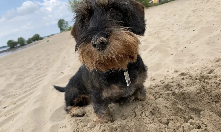 Die Hamburger Tierärzte - Dr. med. vet. Ulf Krohn und Team - Praxis für kleine Haustiere