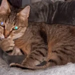 Die TierÀrzte am Grandweg 68 GmbH TierÀrzte