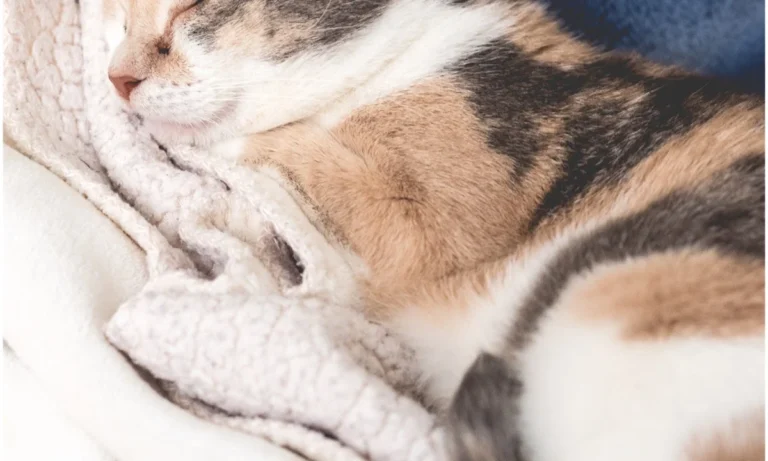 Die Tierärzte am Grandweg 68 GmbH Tierärzte