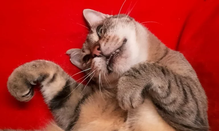 Die Tierärzte am Grandweg 68 GmbH Tierärzte