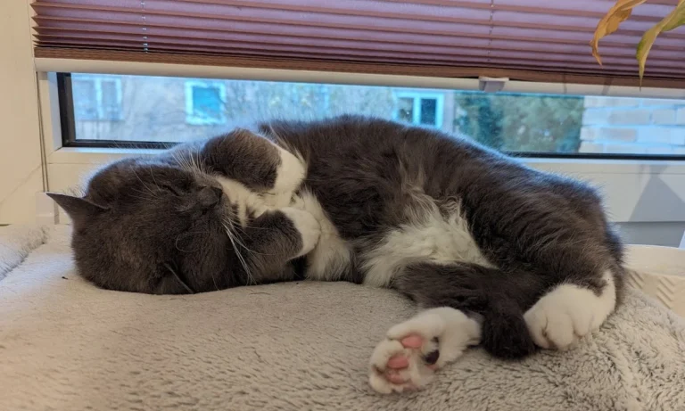 Die Tierärzte am Grandweg 68 GmbH Tierärzte