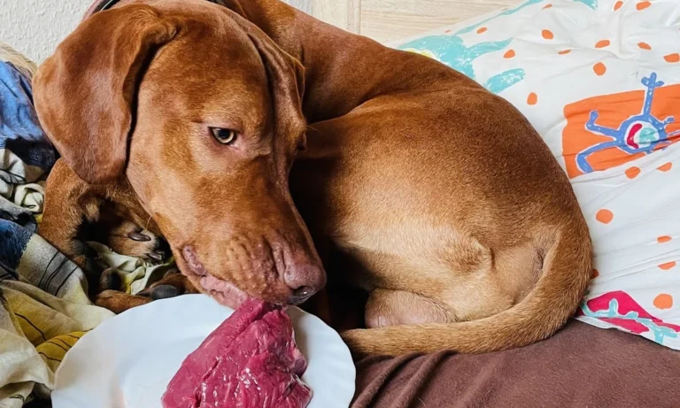 Die Tierärzte am Grandweg 68 GmbH Tierärzte