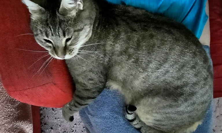 Die Tierärzte am Grandweg 68 GmbH Tierärzte