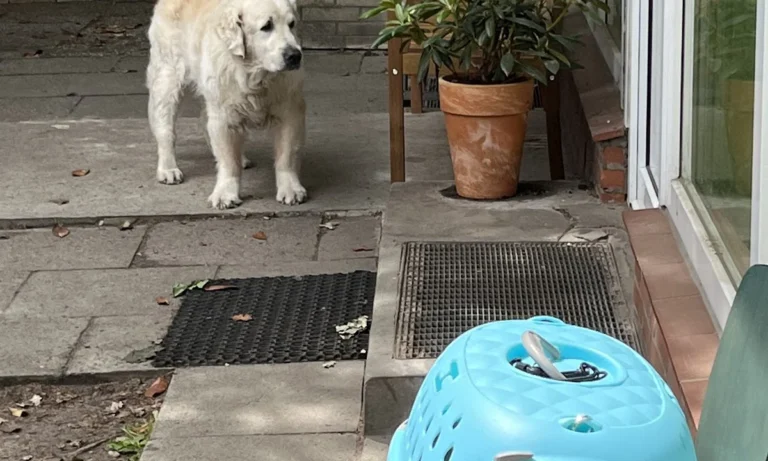 Die Tierärzte am Grandweg 68 GmbH Tierärzte