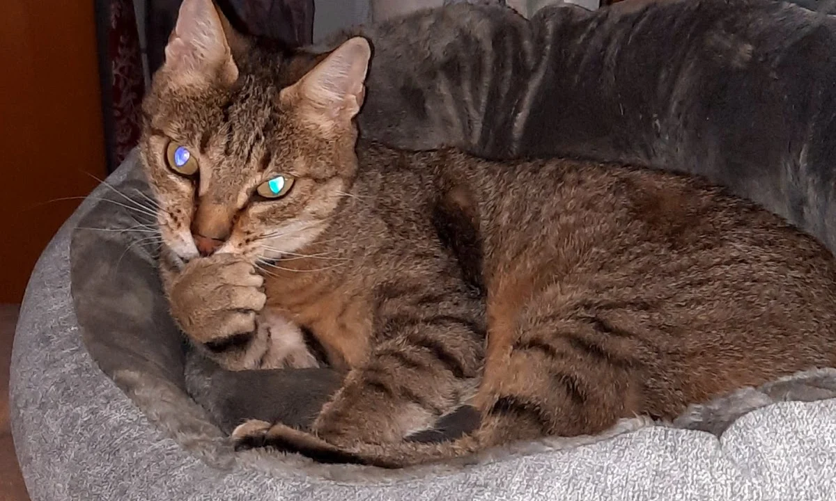 Tierarzt Die Tierärzte am Grandweg 68 GmbH Tierärzte Hamburg