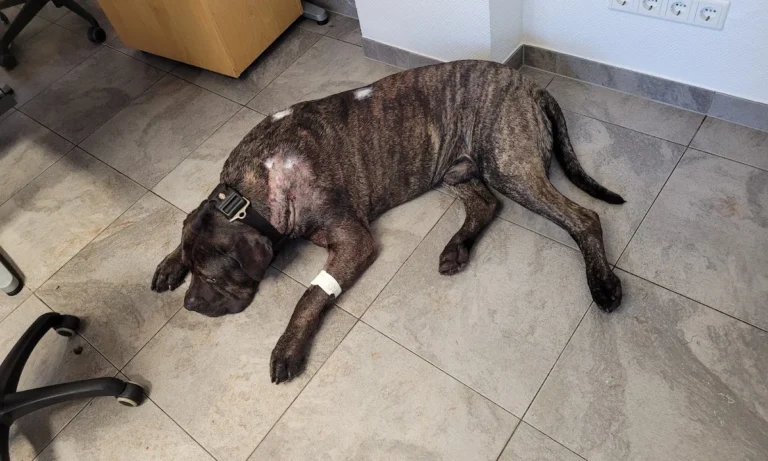 Die Tiernotdienst Praxis Solingen