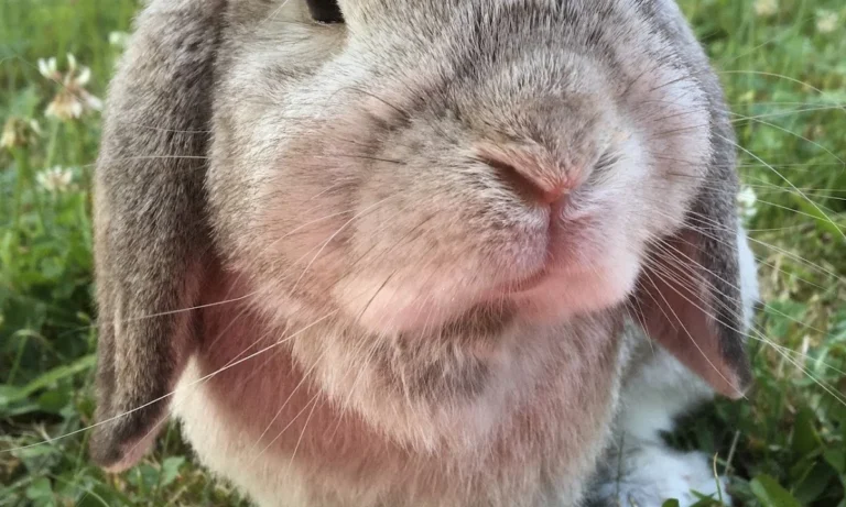 Dipl. med. vet. Klaus Buder