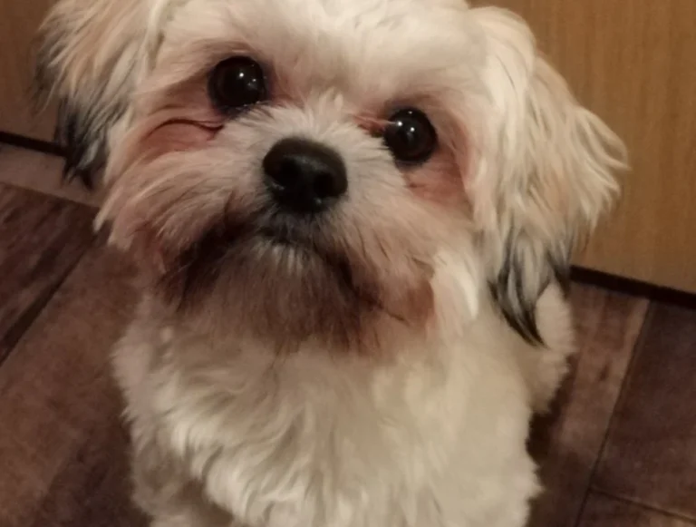 Dipl. med. vet. Klaus Buder