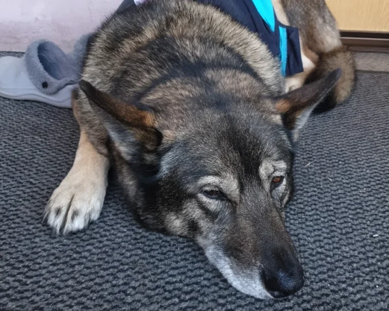 Dipl. med. vet. Klaus Buder