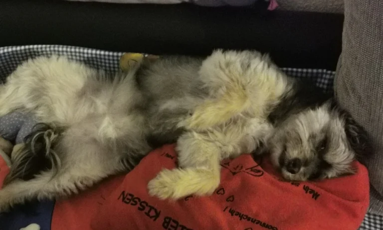 Dipl. med. vet. Klaus Buder