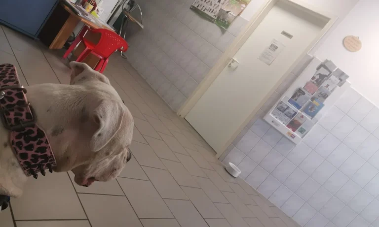 Dipl. med. vet. Klaus Buder