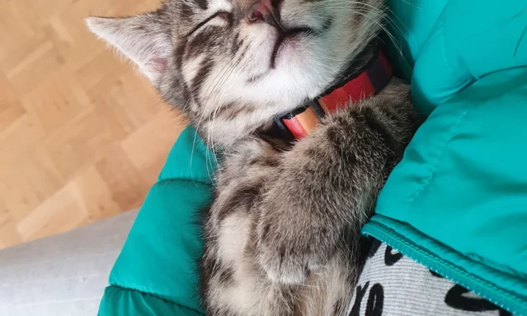 Doris Bicking Tierärztin