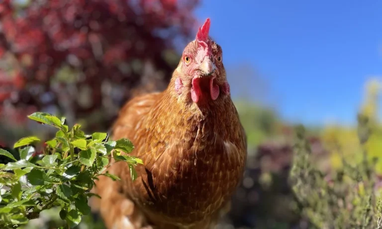 Dörsch A. und Dörsch B. Dr. Kleintierpraxis