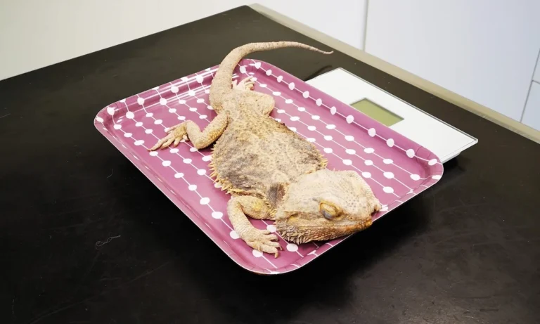 Dörsch A. und Dörsch B. Dr. Kleintierpraxis