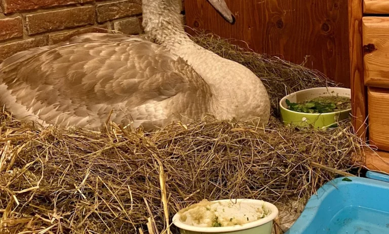 Dörsch A. und Dörsch B. Dr. Kleintierpraxis