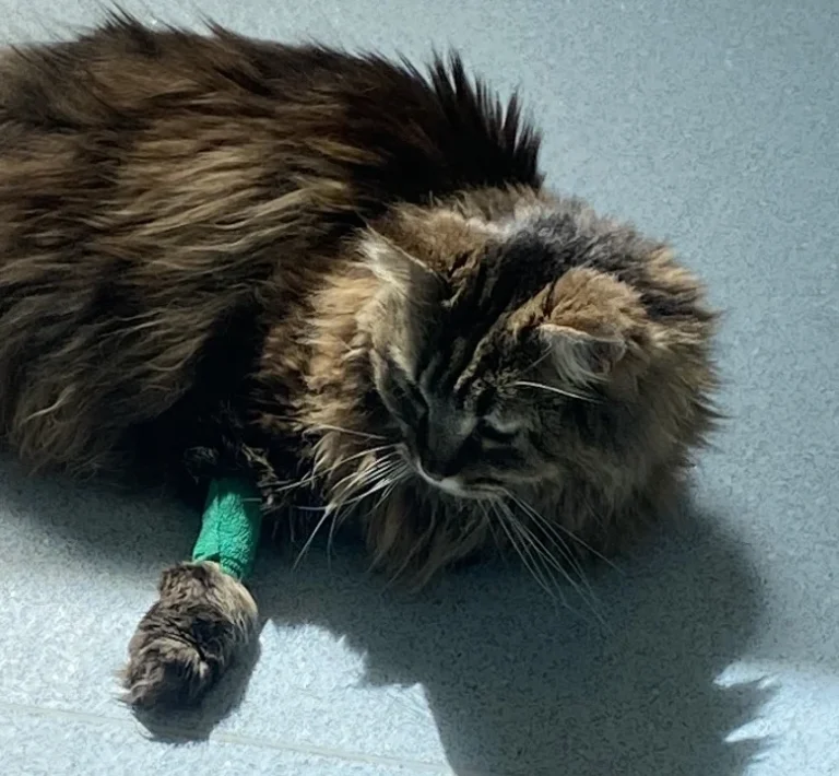 Dörsch A. und Dörsch B. Dr. Kleintierpraxis