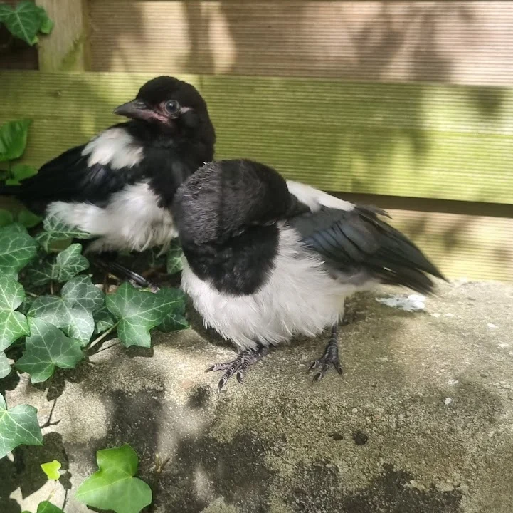 Dörsch A. und Dörsch B. Dr. Kleintierpraxis