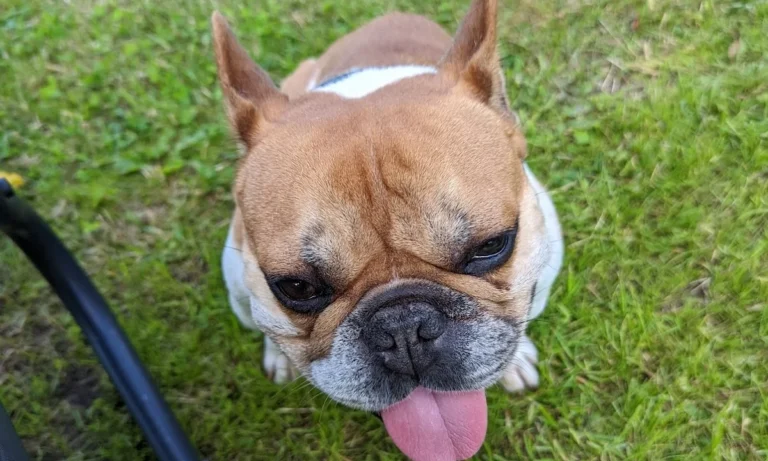 Dörsch A. und Dörsch B. Dr. Kleintierpraxis