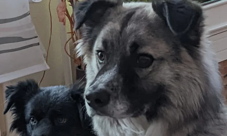 Dörsch A. und Dörsch B. Dr. Kleintierpraxis