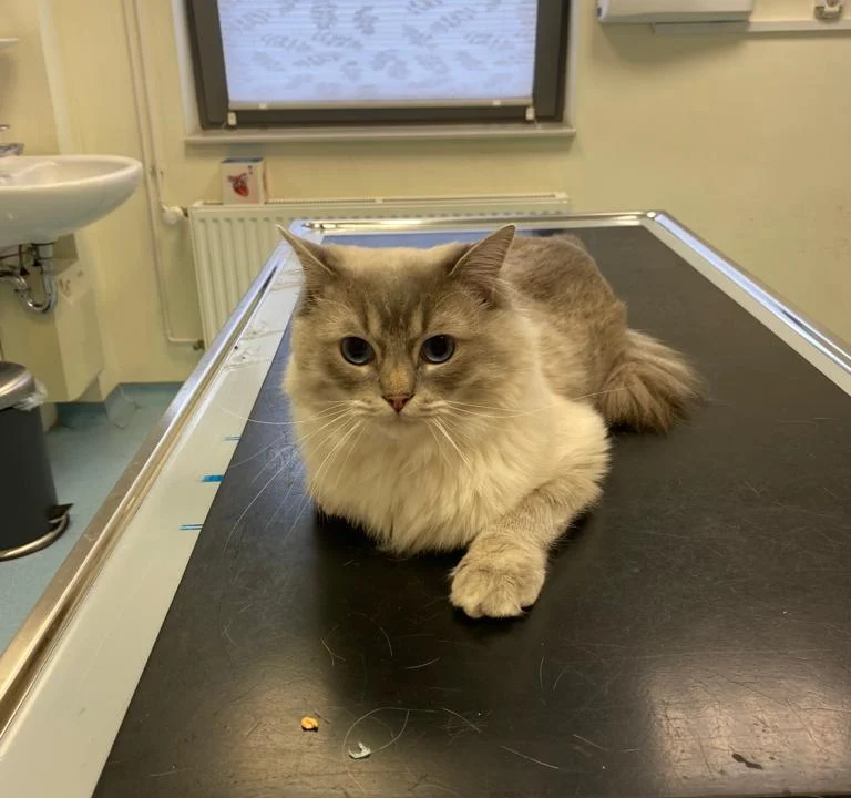 Tierarzt Dörsch A. und Dörsch B. Dr. Kleintierpraxis Kiel