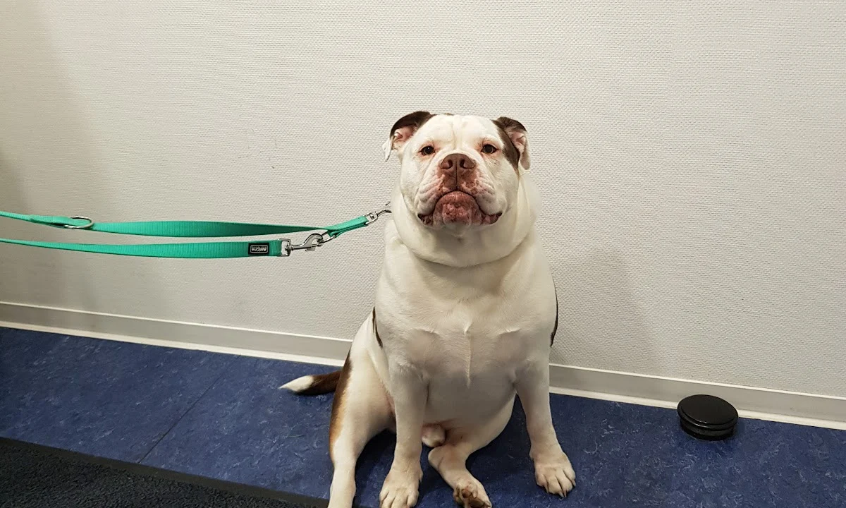 Tierarzt Dr. Barbara Meyer Hannover