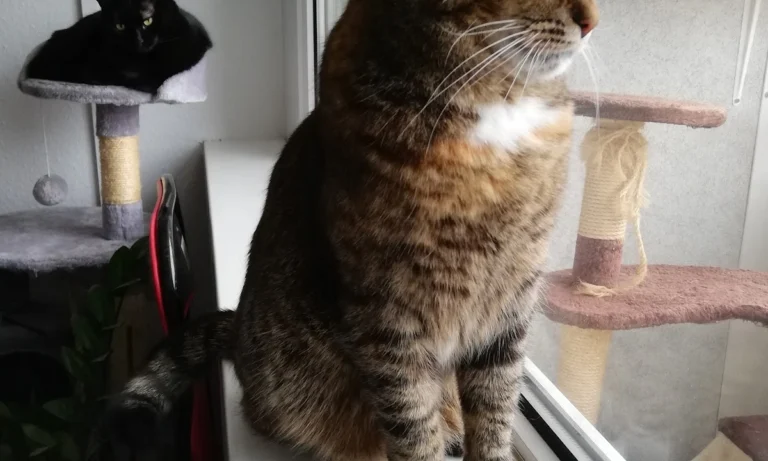 Dr. Bettina Stemmermann, Tierärztin