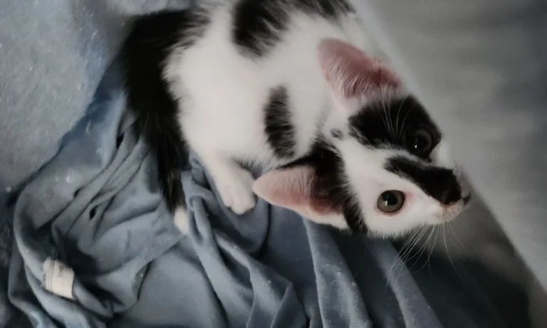 Dr. Bettina Stemmermann, Tierärztin