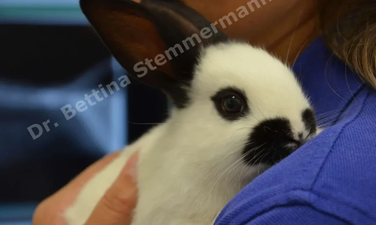 Dr. Bettina Stemmermann, Tierärztin